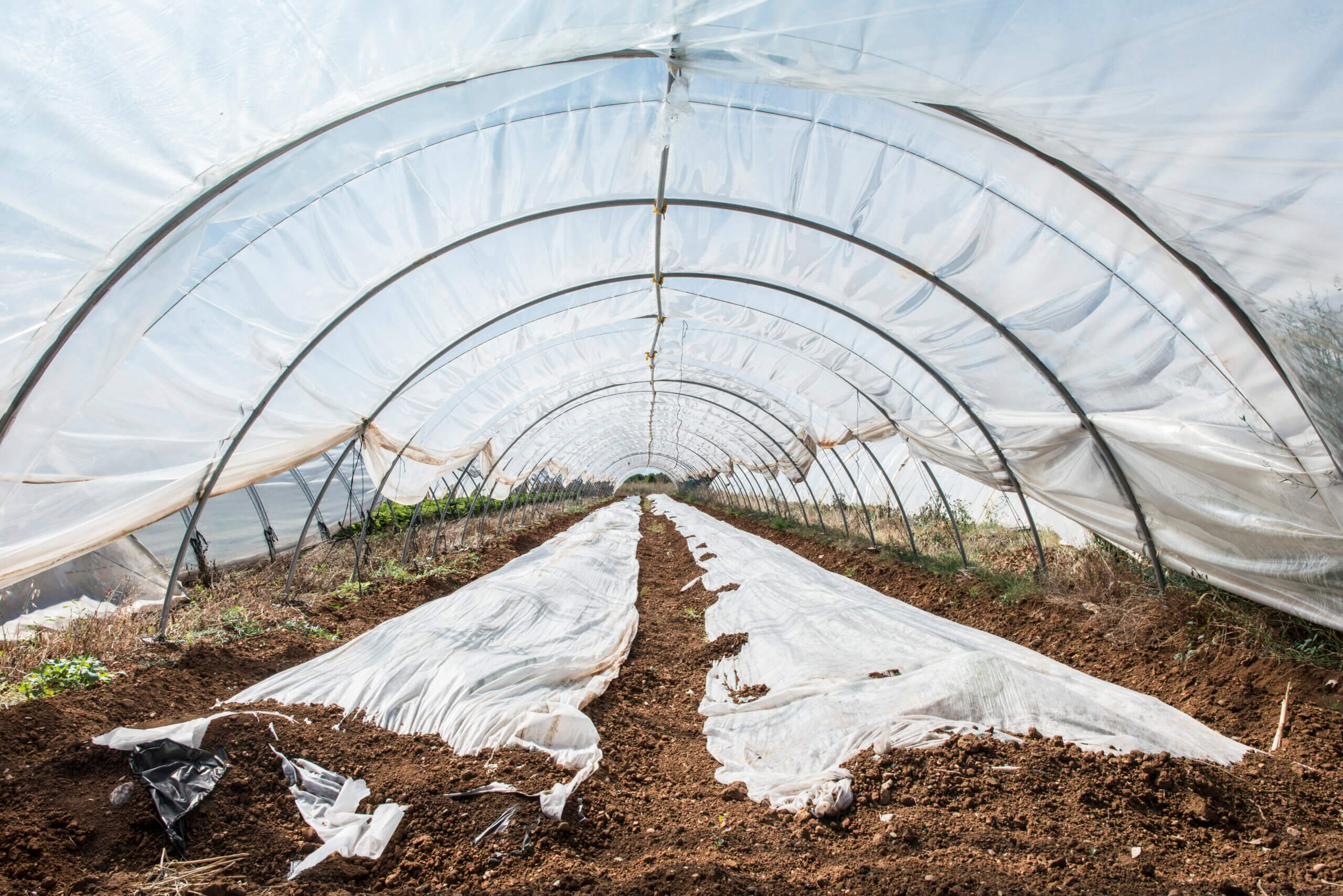 Plásticos para invernaderos: los mejores aliados de los cultivos durante el  mal tiempo