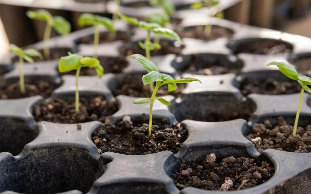 Bandejas de semilleros: Cómo y por qué utilizarlas
